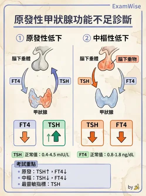 醫檢師 - 甲狀腺與垂體內分泌 - AI 圖文解析預覽