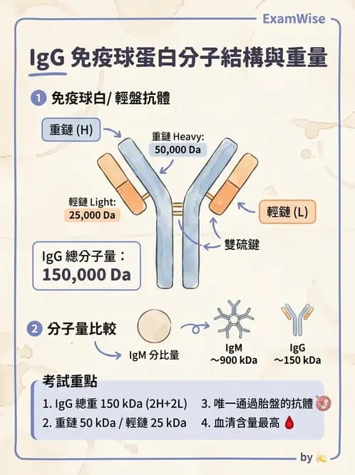 醫檢師 - 免疫球蛋白與抗體 - AI 圖文解析預覽
