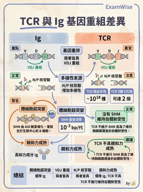 醫檢師 - T細胞發育與功能 - AI 圖文解析預覽