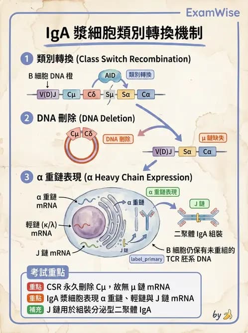 醫檢師 - B細胞發育與抗體生成 - AI 圖文解析預覽