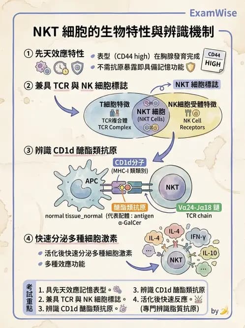 醫檢師 - T細胞發育與功能 - AI 圖文解析預覽
