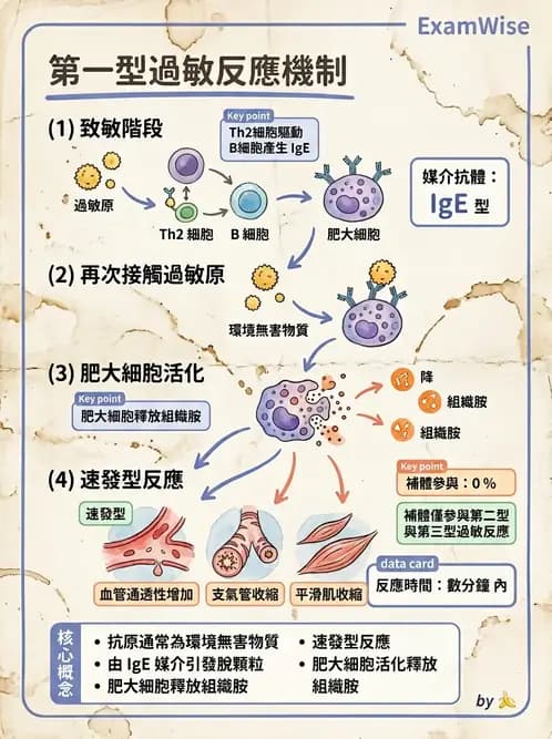 醫檢師 - 過敏反應及測試法 - AI 圖文解析預覽