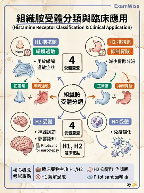 醫檢師 - 過敏反應及測試法 - AI 圖文解析預覽