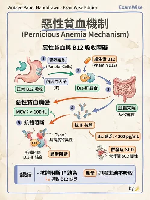 醫檢師 - 其他自體免疫疾病與自體抗體檢驗 - AI 圖文解析預覽