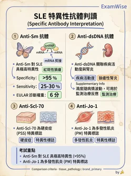 醫檢師 - 全身性紅斑性狼瘡與抗磷脂質症候群 - AI 圖文解析預覽