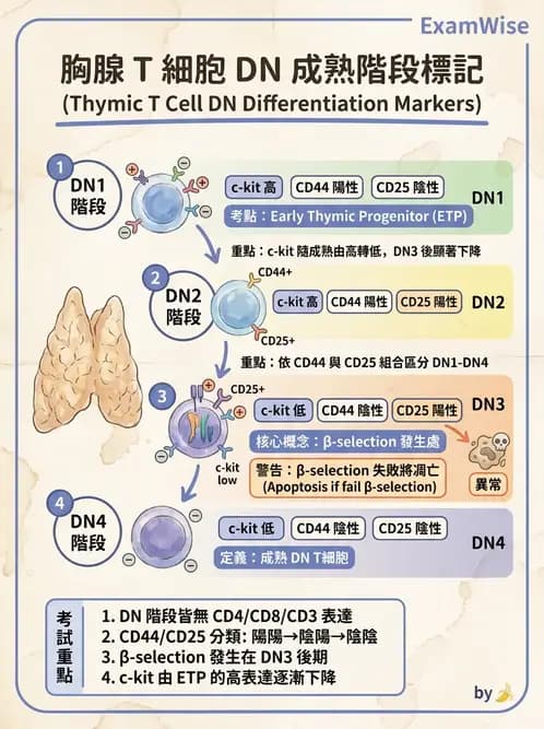 醫檢師 - T細胞發育與功能 - AI 圖文解析預覽