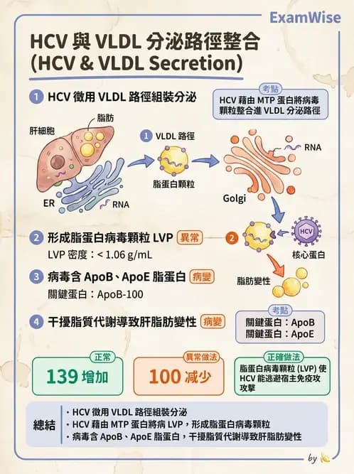 醫檢師 - 黃病毒科與蟲媒病毒 - AI 圖文解析預覽