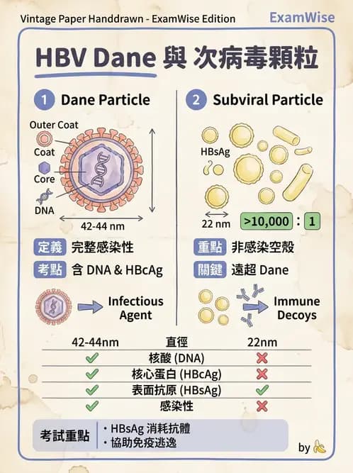 醫檢師 - B型肝炎病毒 - AI 圖文解析預覽