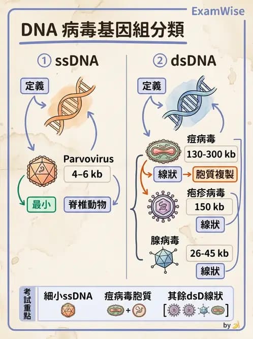醫檢師 - 細小病毒與多瘤病毒 - AI 圖文解析預覽