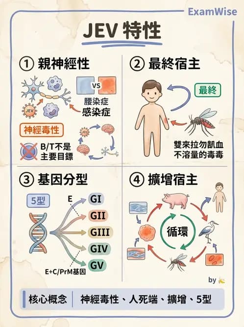 醫檢師 - 黃病毒科與蟲媒病毒 - AI 圖文解析預覽