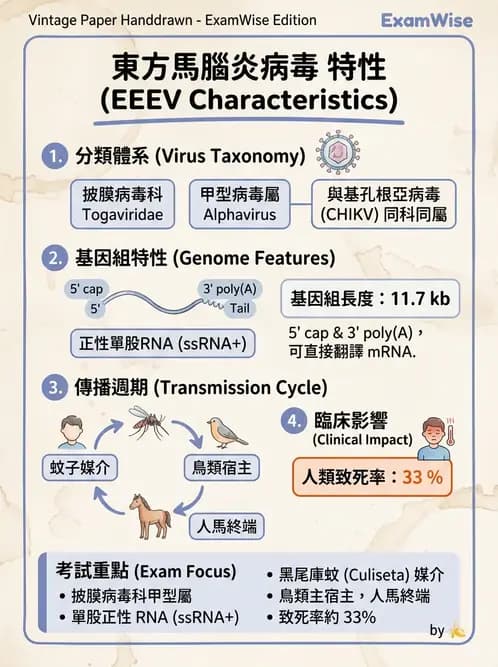 醫檢師 - 黃病毒科與蟲媒病毒 - AI 圖文解析預覽