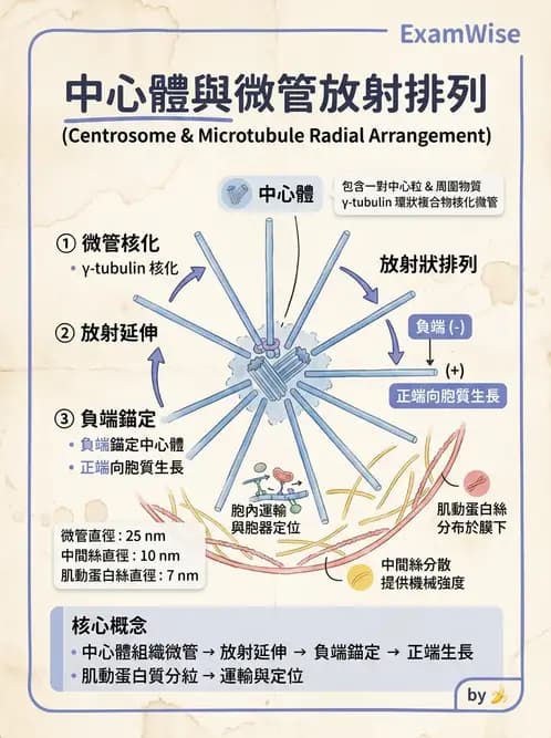 放射 - 細胞、組織與外皮系統 - AI 圖文解析預覽