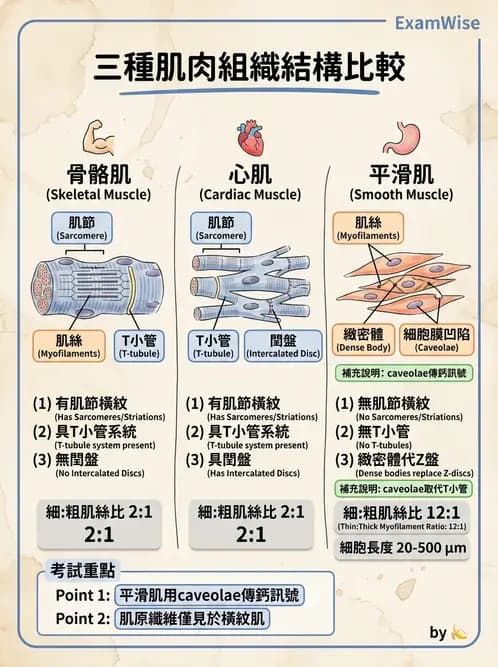 放射 - 細胞、組織與外皮系統 - AI 圖文解析預覽