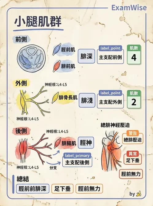 放射 - 下肢肌肉 - AI 圖文解析預覽