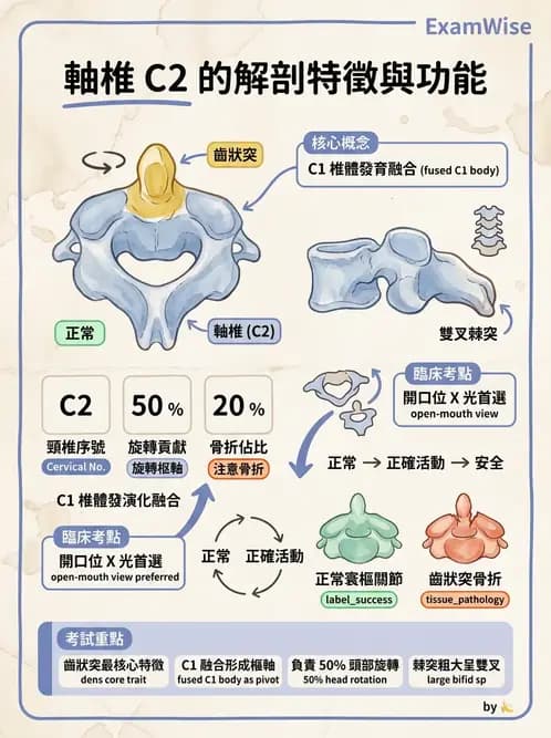 放射 - 骨骼系統 - AI 圖文解析預覽
