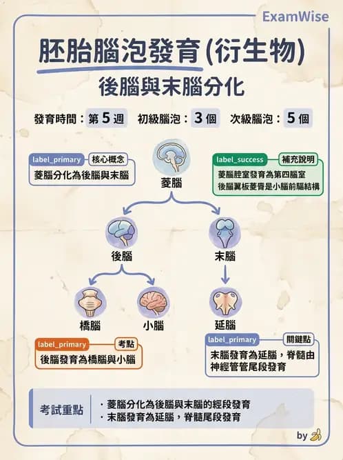 放射 - 腦幹、脊髓與腦室系統 - AI 圖文解析預覽