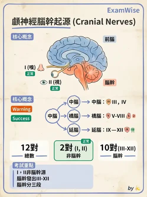放射 - 腦神經 - AI 圖文解析預覽