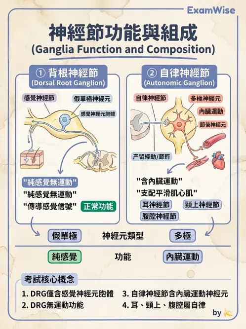 放射 - 自律神經系統 - AI 圖文解析預覽