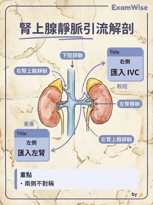 放射 - 內分泌系統 - AI 圖文解析預覽