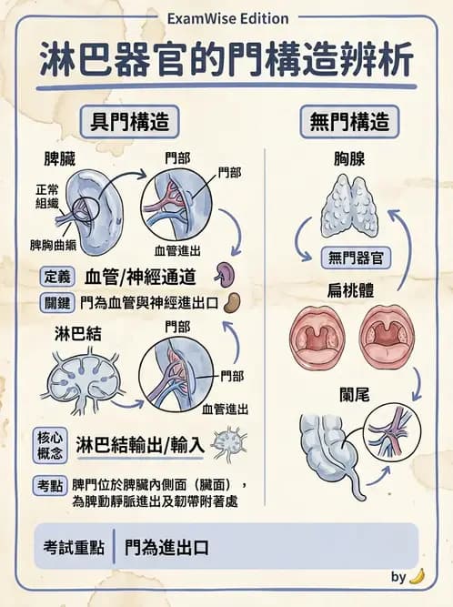 放射 - 淋巴及免疫系統 - AI 圖文解析預覽