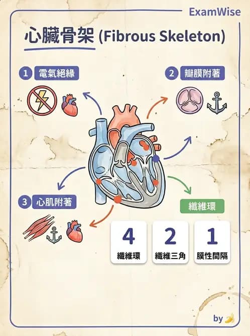 放射 - 心臟 - AI 圖文解析預覽