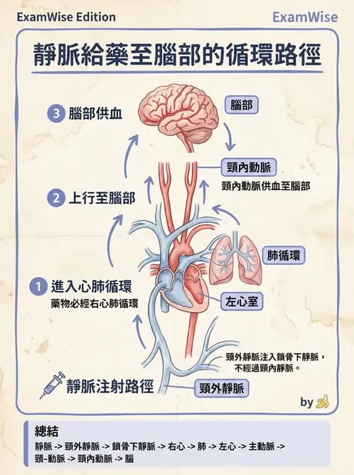 放射 - 血管 - AI 圖文解析預覽
