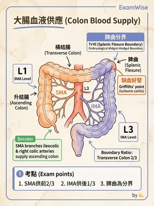 放射 - 血管 - AI 圖文解析預覽