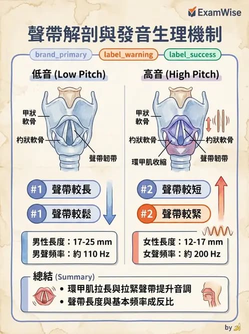 放射 - 呼吸系統 - AI 圖文解析預覽