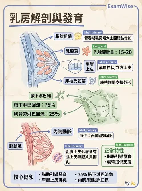 放射 - 生殖系統 - AI 圖文解析預覽