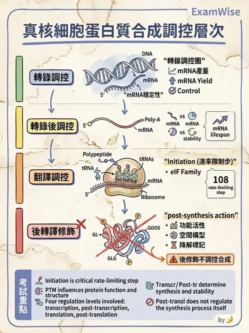 放射 - 細胞生理 - AI 圖文解析預覽