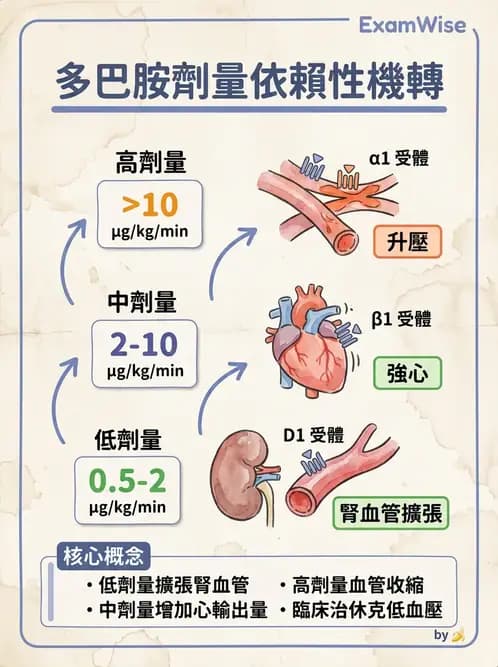 放射 - 神經生理 - AI 圖文解析預覽