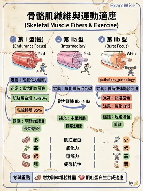 放射 - 肌肉及代謝生理 - AI 圖文解析預覽