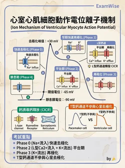 放射 - 心血管生理 - AI 圖文解析預覽