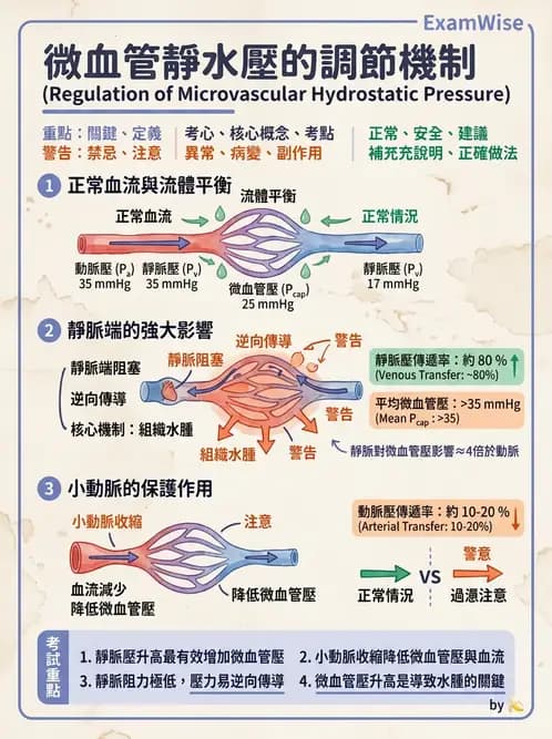 放射 - 心血管生理 - AI 圖文解析預覽
