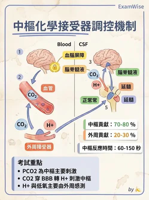 放射 - 呼吸生理 - AI 圖文解析預覽