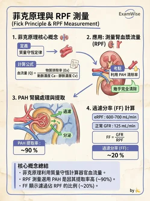 放射 - 腎臟生理 - AI 圖文解析預覽