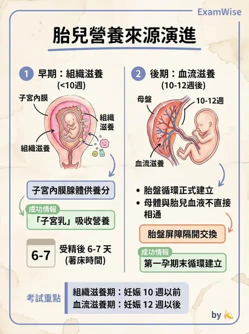 放射 - 生殖生理 - AI 圖文解析預覽