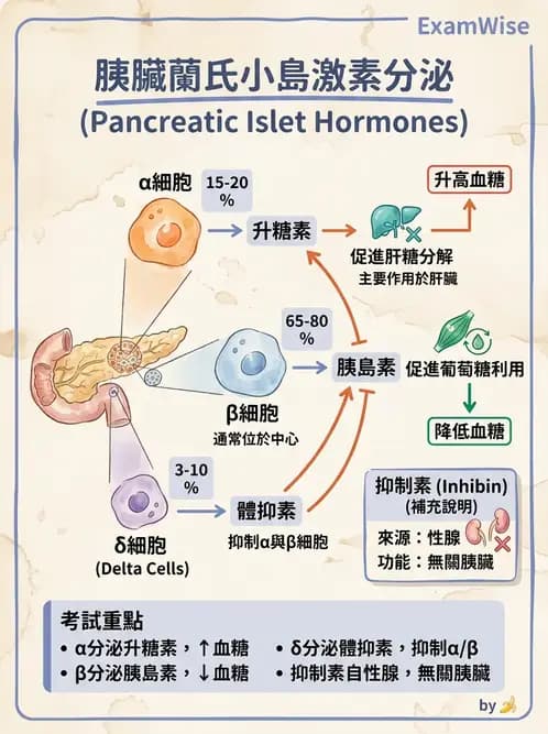放射 - 內分泌生理 - AI 圖文解析預覽