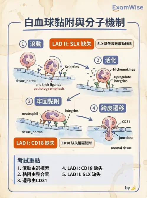 放射 - 感染、修復及其反應 - AI 圖文解析預覽