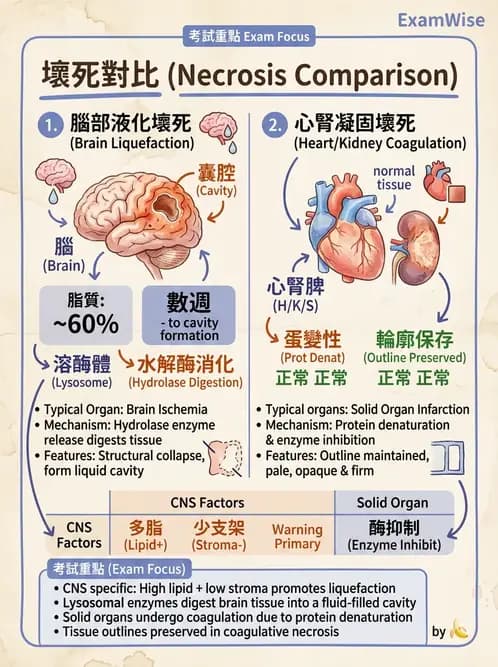 放射 - 感染、修復及其反應 - AI 圖文解析預覽