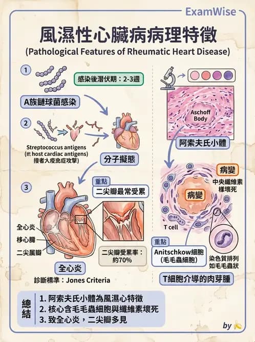 放射 - 心臟及血管疾病 - AI 圖文解析預覽