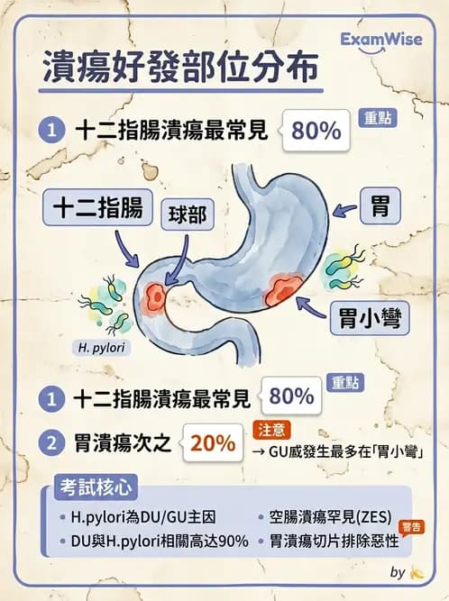 放射 - 口腔及腸胃道疾病 - AI 圖文解析預覽