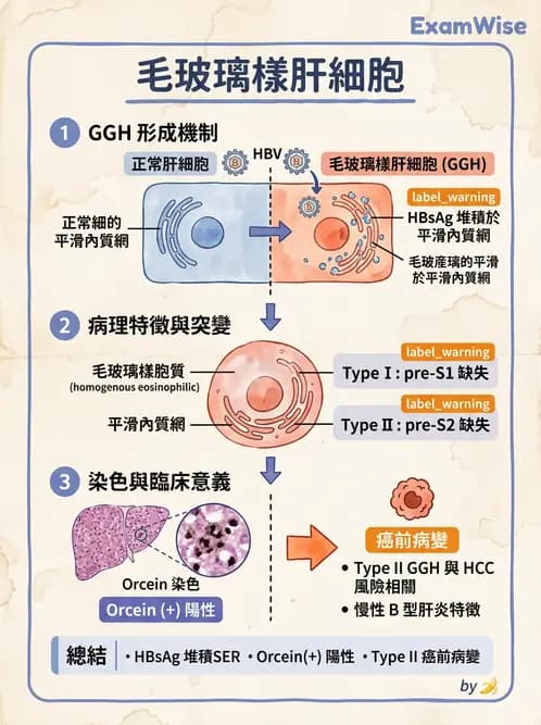 放射 - 肝臟、膽道及胰臟疾病 - AI 圖文解析預覽