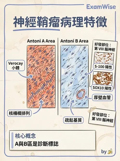 放射 - 神經系統疾病 - AI 圖文解析預覽