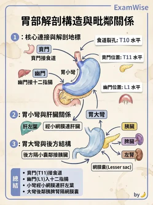 放射 - 消化道造影 - AI 圖文解析預覽