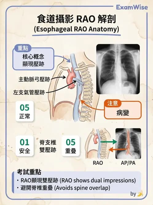 放射 - 消化道造影 - AI 圖文解析預覽