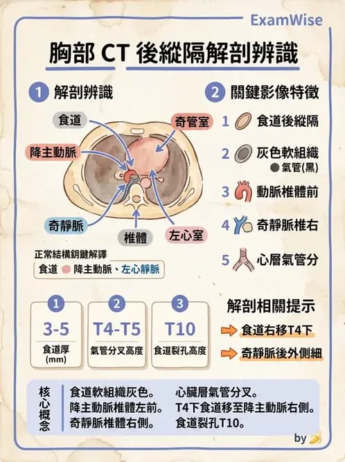 放射 - 胸腹部CT診斷 - AI 圖文解析預覽