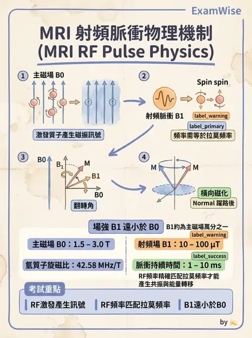 放射 - 磁振造影原理 - AI 圖文解析預覽