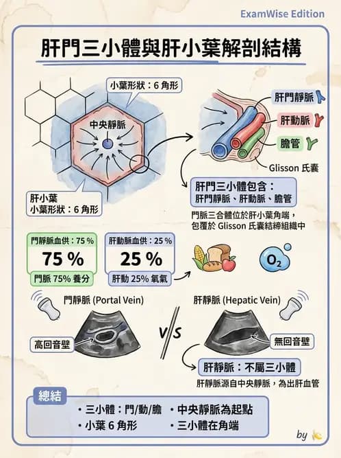 放射 - 肝臟超音波 - AI 圖文解析預覽