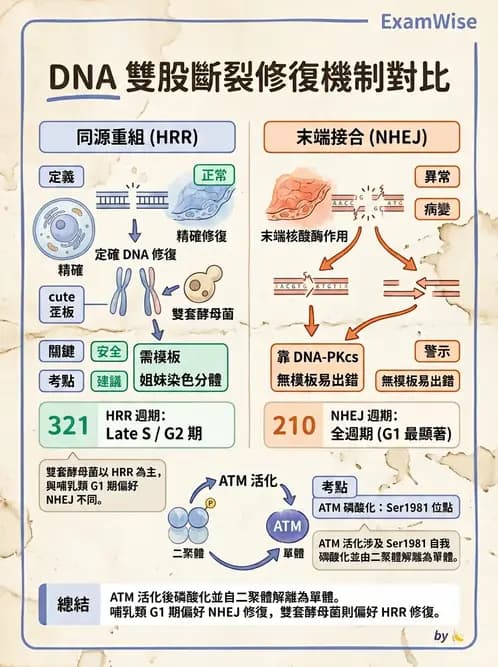放射 - DNA傷害與修復 - AI 圖文解析預覽